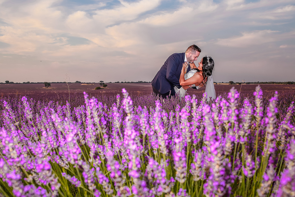 Novios besándose en un campo de lavanda en flor bajo un cielo de tarde